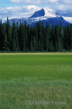 Grassy Meadow With Trees and Snow Coverd Mountain