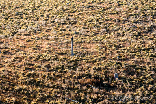 Grassy, yellow sunlit hills of rich valley with scattered trees.