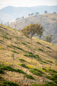 Grassy, yellow sunlit hills of rich valley with scattered trees.