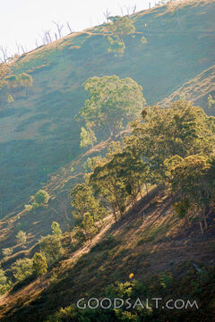 Grassy, yellow sunlit hills of rich valley with scattered trees.