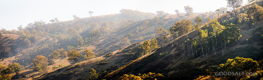 Grassy, yellow sunlit hills of rich valley with scattered trees.