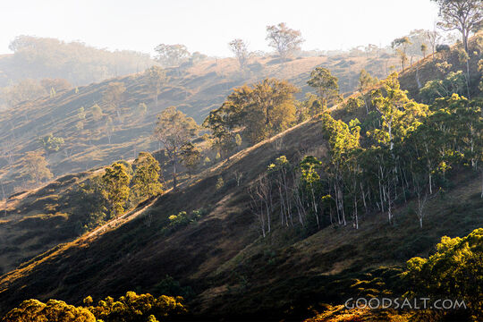 Grassy, yellow sunlit hills of rich valley with scattered trees.
