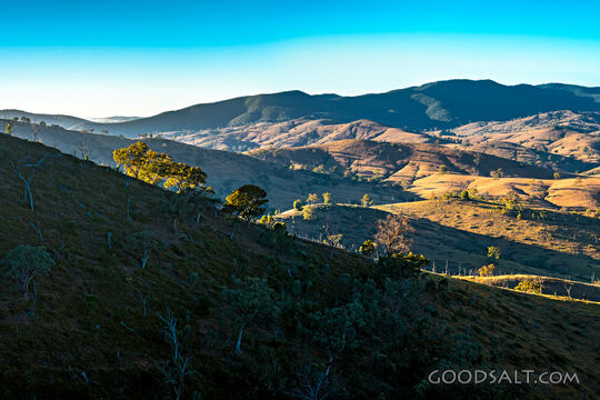 Grassy, yellow sunlit hills of rich valley with scattered trees.