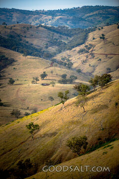 Grassy, yellow sunlit hills of rich valley with scattered trees.
