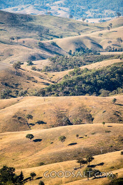 Grassy, yellow sunlit hills of rich valley with scattered trees.