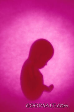 A baby growing in the womb.