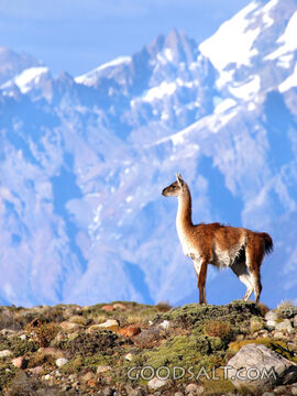 Guanaco and Andes Peaks