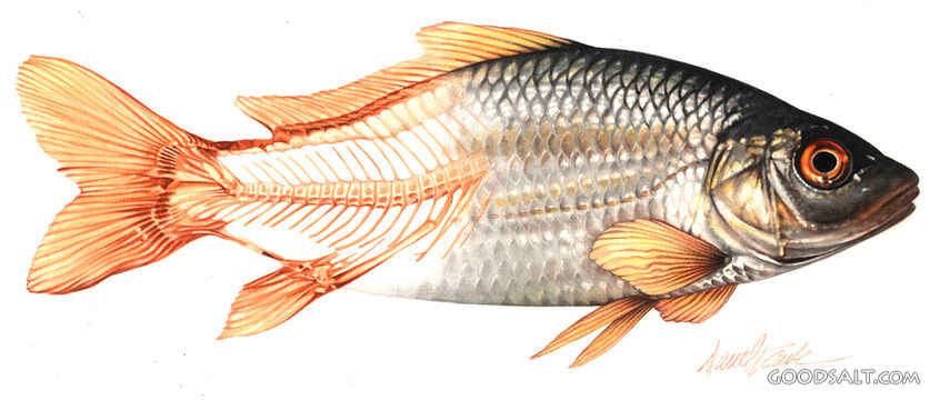 Half Bone and Half Whole Fish