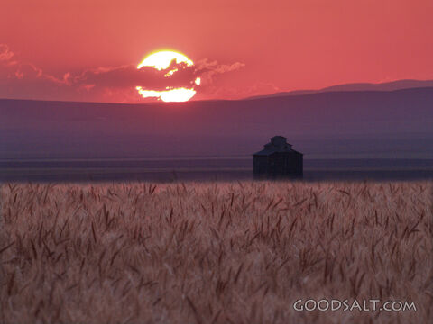 Harvest Sunset