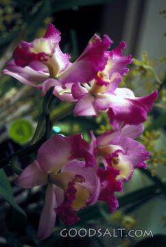 He Clothes the Grasses