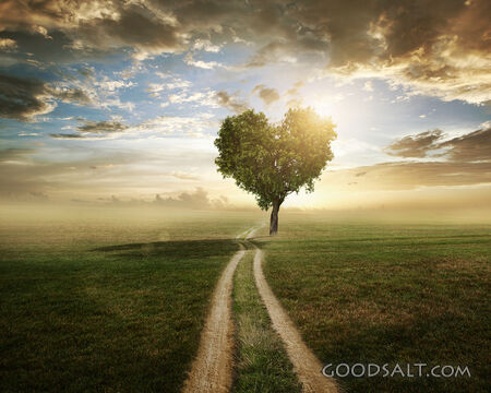 Heart Tree Pathway