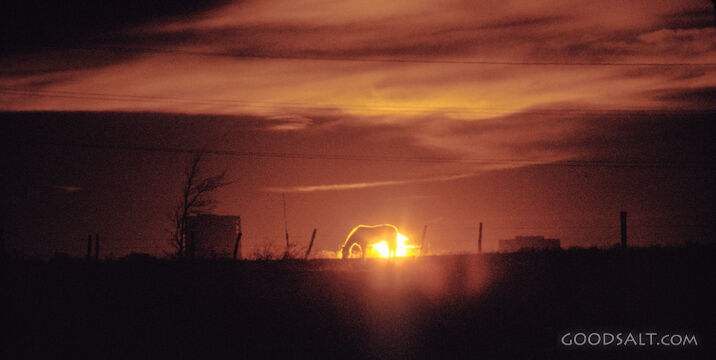 Horse Silhouette