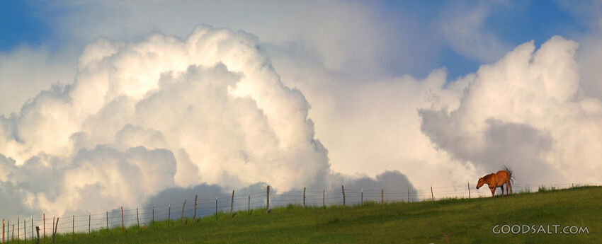 Horse With Cloud