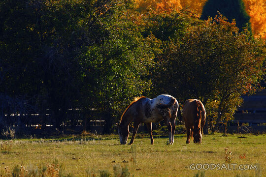 Horses in Meadow