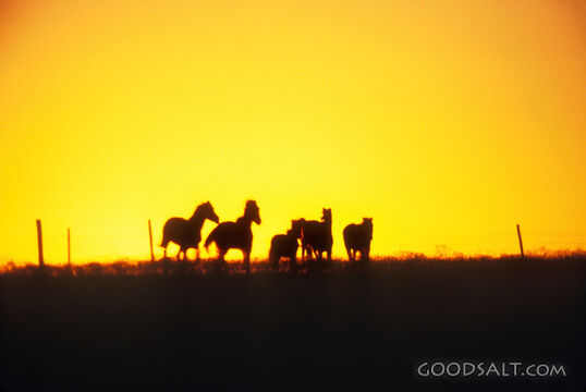 Horses Silhouette