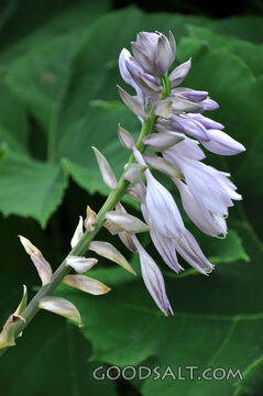 Hosta Bloom