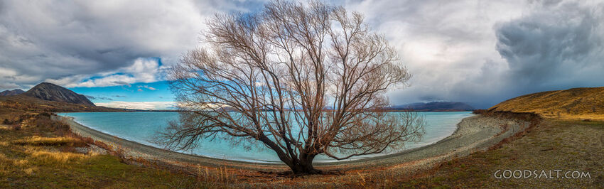 Isolated bare tree on stoney shore.