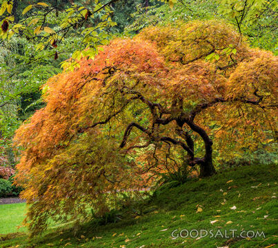 Japanese Maple in Autumn