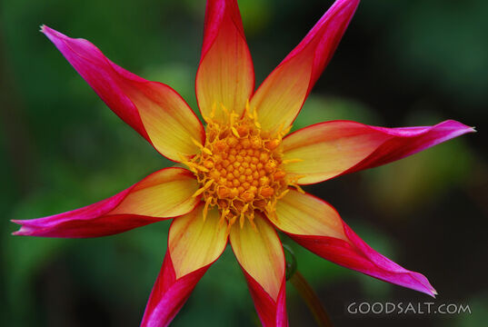 Juul's Allstar Dalia