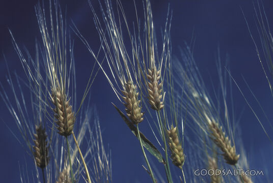 A close-up picture of grain.
