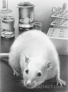 Laboratory Rat