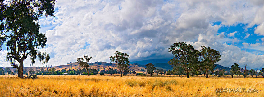 Landscape of grazing land and huge old trees