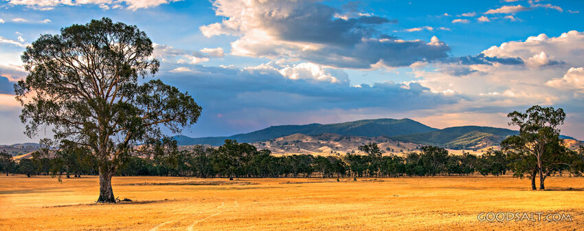 Landscape of grazing land and huge old trees.