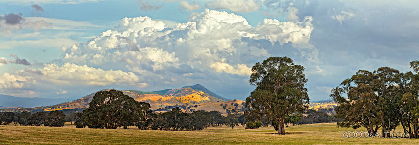 Landscape of grazing land and huge old trees
