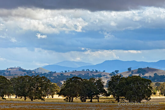 Landscape of grazing land and huge old trees.