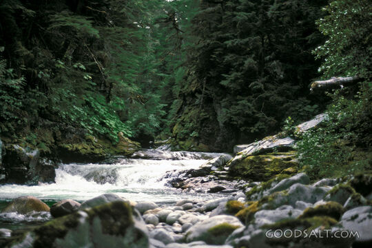 mountain pine forest stream
