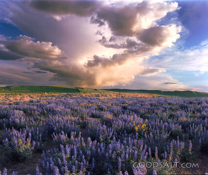 Lavendar Meadow