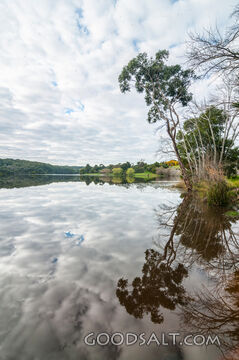 Leaning tree at the edge of a peaceful lake.
