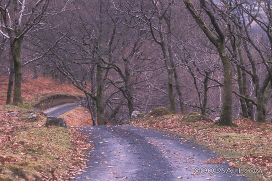 A road surrounded by trees and fallen leaves.