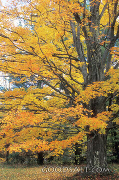 Leaves Changinf to Yellow and Orange