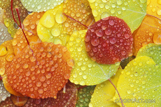 Leaves of All Colors With Rain Drops