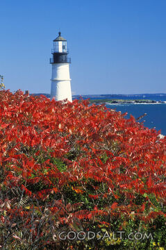 Lighthouse With Red Flowers