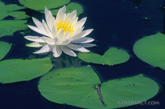 Lily Floating With Lily Pads in Pond