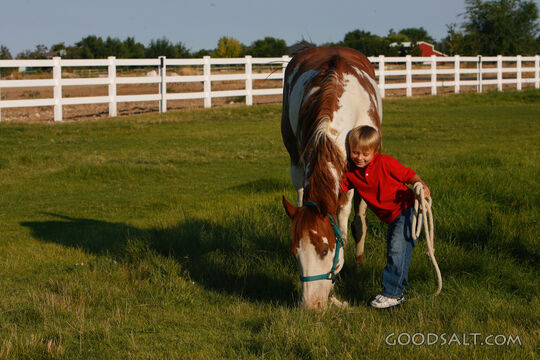 Little boy leading red American Paint Horse in summer pastur