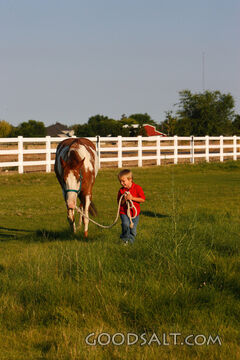 Little boy leading red American Paint Horse in summer pastur