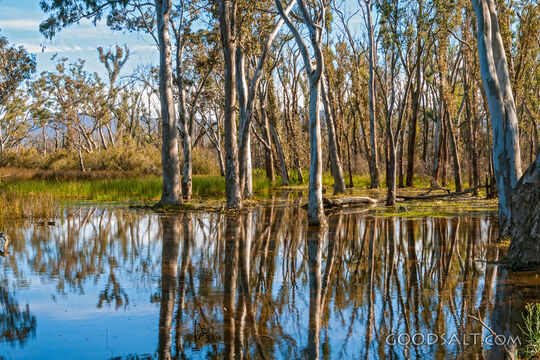 local floods reflecting background and surrounding trees.