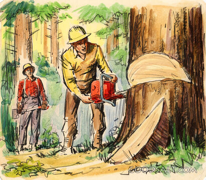 Logging Sequence - Lumberjack Sawing Tree