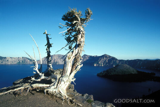 lone weathered pine above crater lake