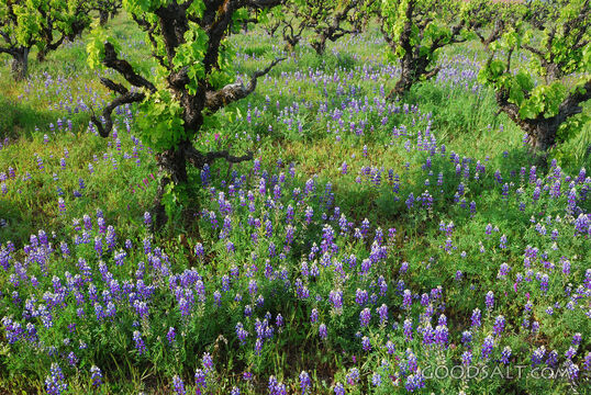 Lupines in the Vineyard