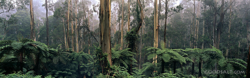 Misty Trees and Ferns