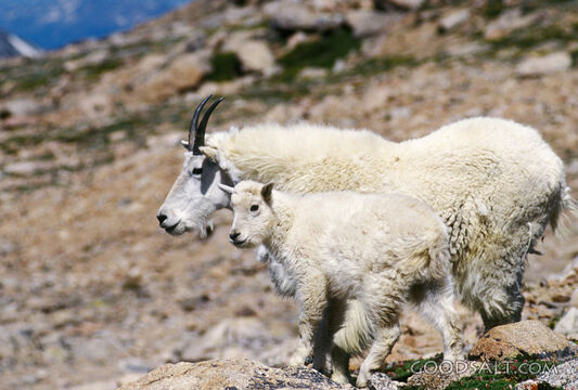 Mountain Goats Baby and Mother Close-Up