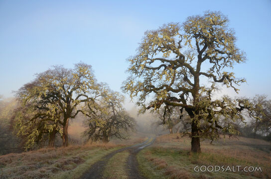 Oak Trees in Morning Light