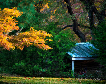 Old Shed