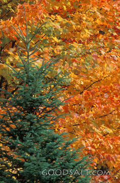 Orange Leaves and An Evergreen