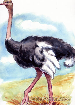 Ostrich
