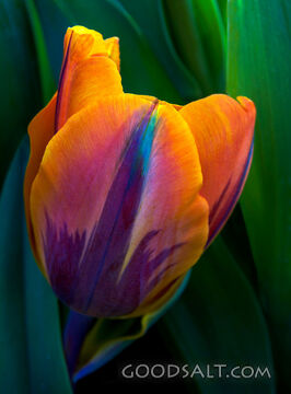 Parrot Tulip